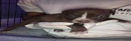 Mixed Breed dogs for sale: Beautiful staffy crosses in Birmingham - Advert 7