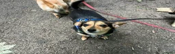 Mixed Breed dogs for sale: Dachshund cross and chihuahua  in Newcastle - Advert 5