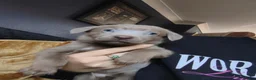 Labrador Retriever dogs for sale: Gorgeous silver Labrador puppies  - Advert 15