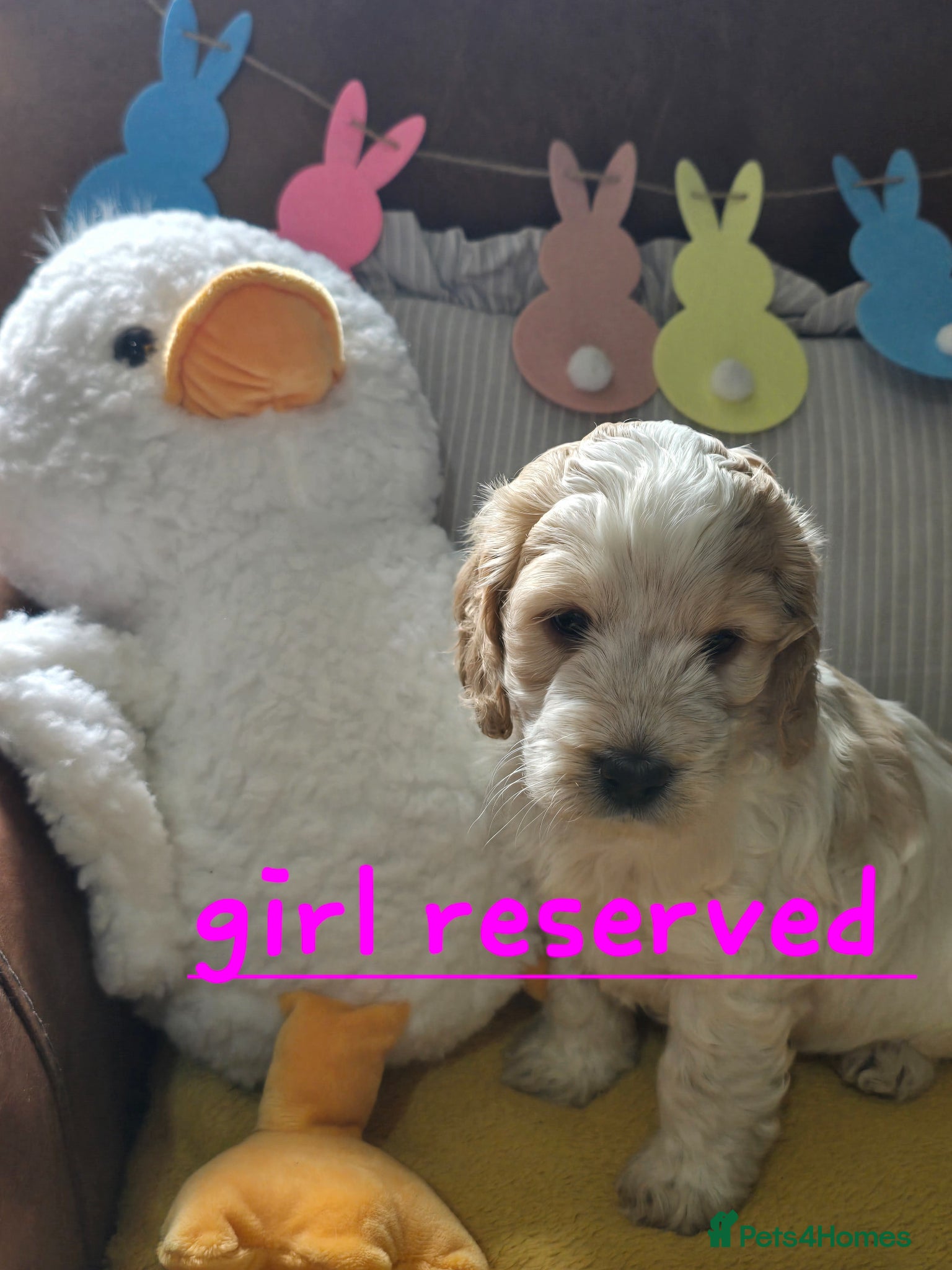 Cockapoo dogs Beautiful cockapoo puppies  - Advert 15