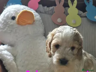 Cockapoo dogs Beautiful cockapoo puppies - Advert 15