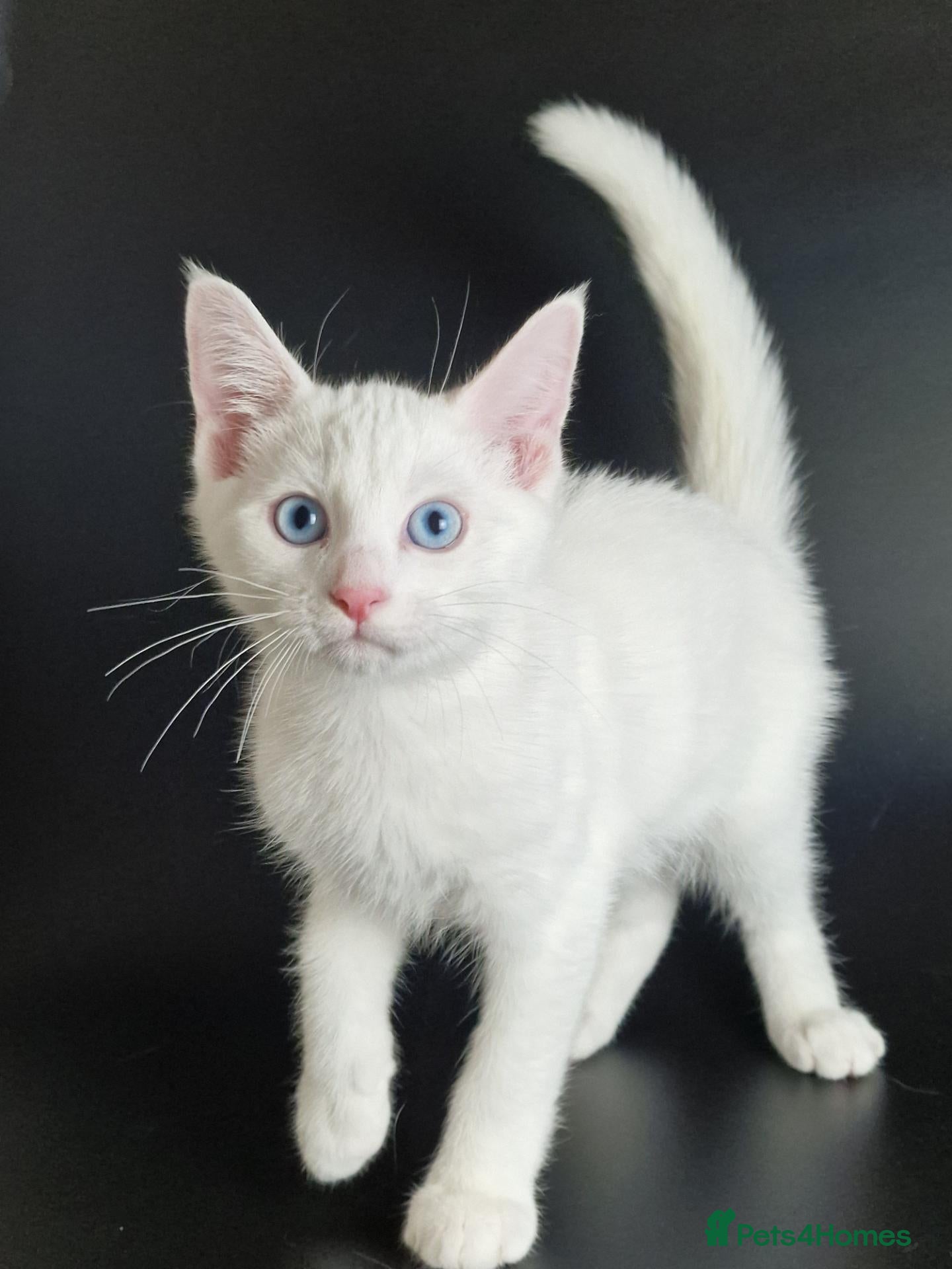 Mixed Breed cats Stunning White Blue-Eyed Male Kitten  - Advert 11