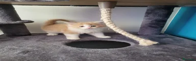 Ragcoon 2