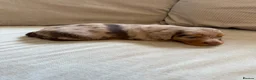 Miniature Dachshund dogs for sale: KC Miniature longhaired dachshunds for sale  - Advert 11