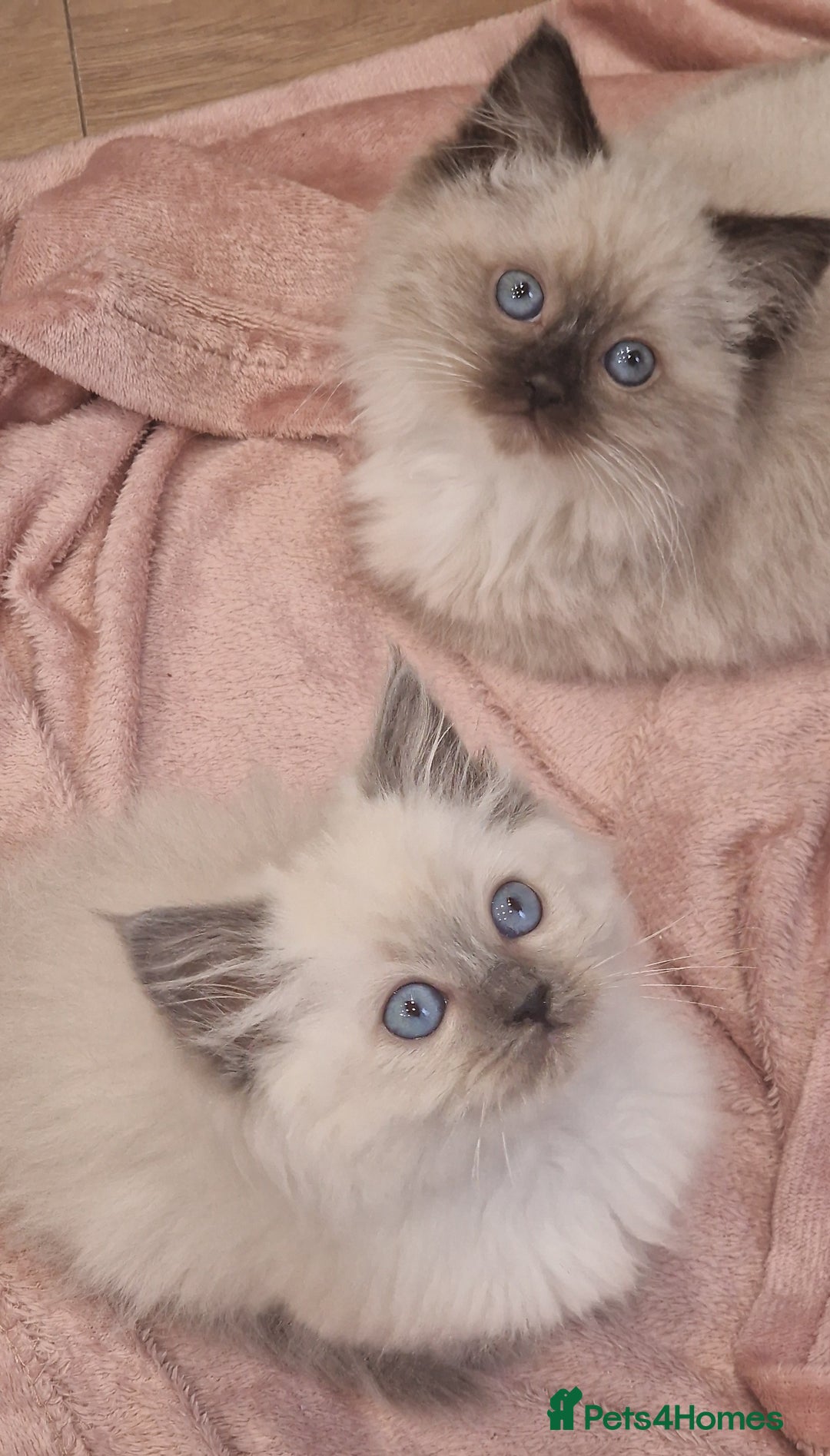 Ragdoll cats for sale: Ragdoll kittens ready now - Advert 22