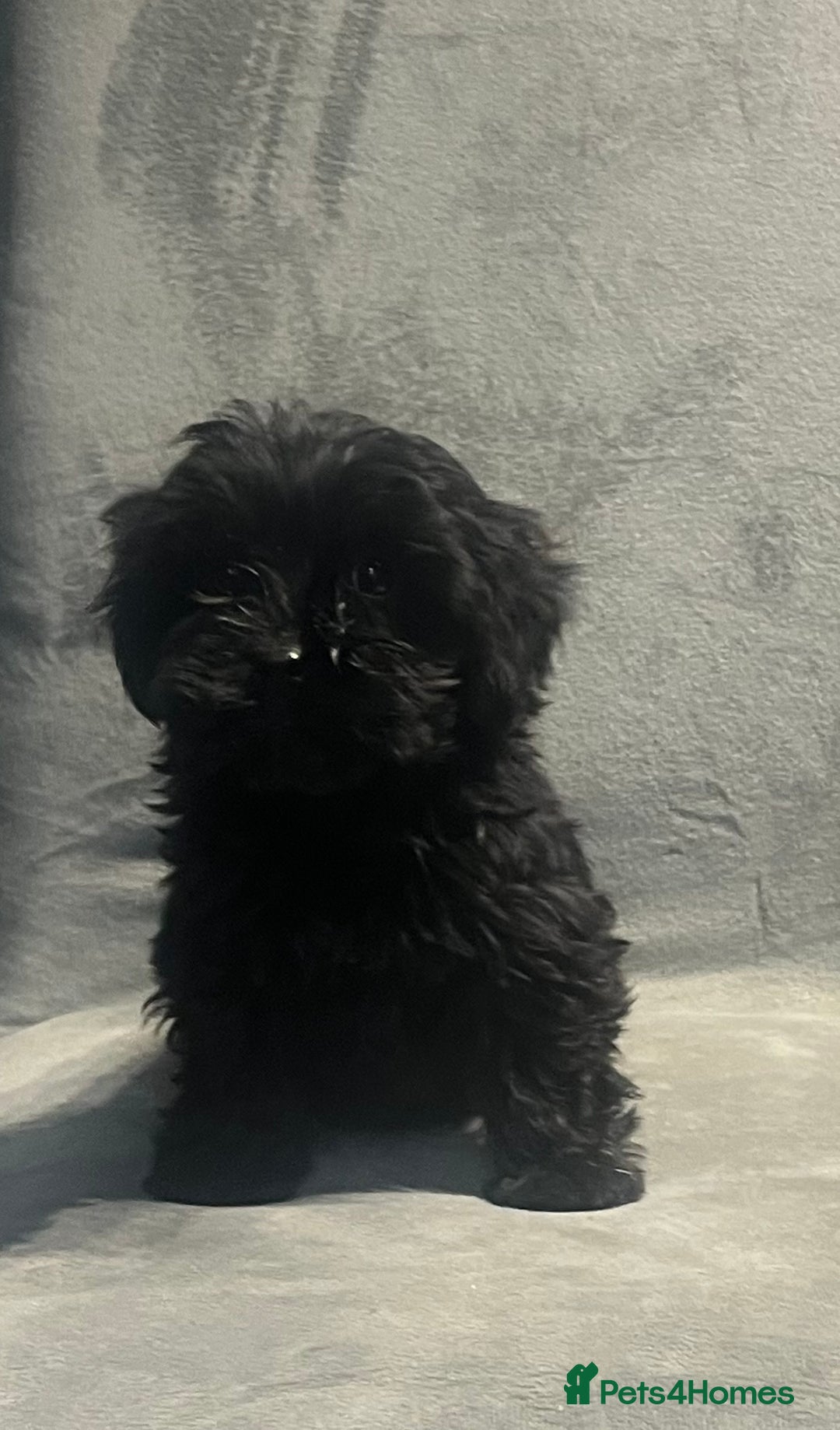 Cockapoo dogs for sale: Beautiful merl Cockpoo puppies  - Advert 28