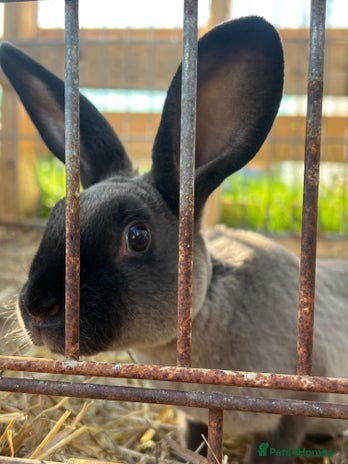 Himalayan Rabbits Breed - Information, Temperament, Size & Price ...