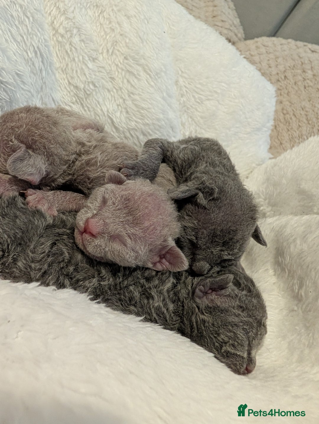 Devon Rex cats for sale: Blue & Lilac Devon Rex Kittens Taking Reservations - Image 15