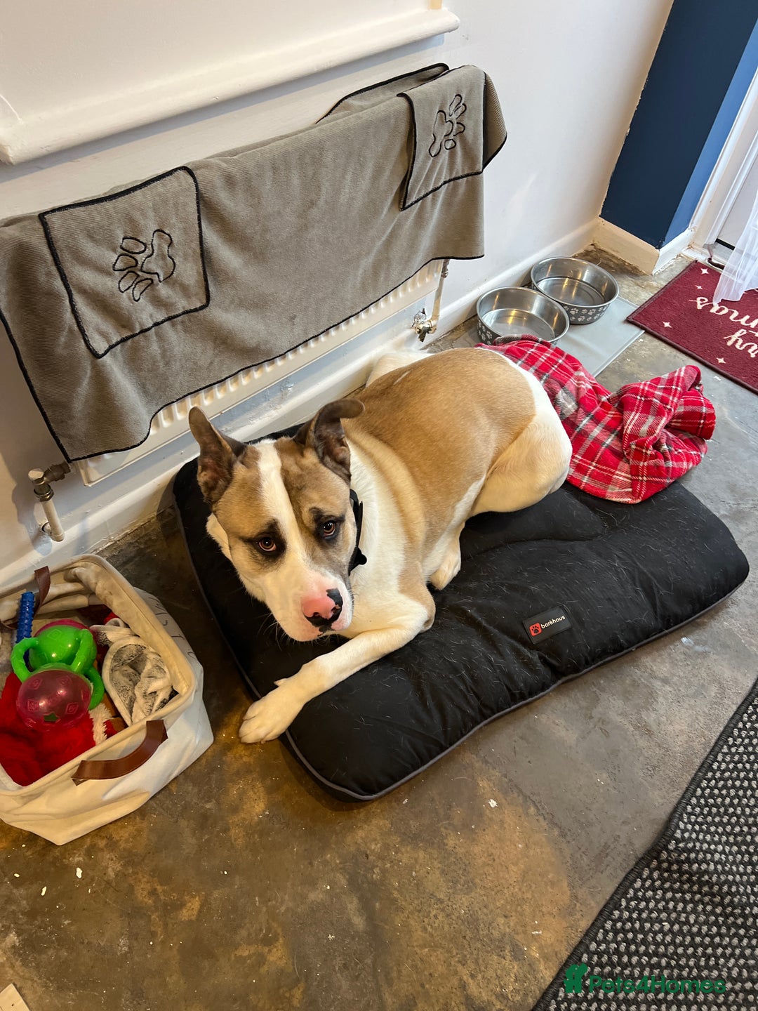 Mixed Breed dogs for sale: Kojo- Akita x alapaha blue blood  - Advert 1