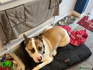 Mixed Breed dogs Kojo- Akita x alapaha blue blood - Advert 1