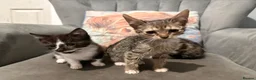 Mixed Breed cats for sale: Kittens ready now  - Advert 4