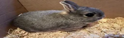 Netherland Dwarf rabbits for sale: Baby and young adult Netherland Dwarfs for sale  - Advert 6
