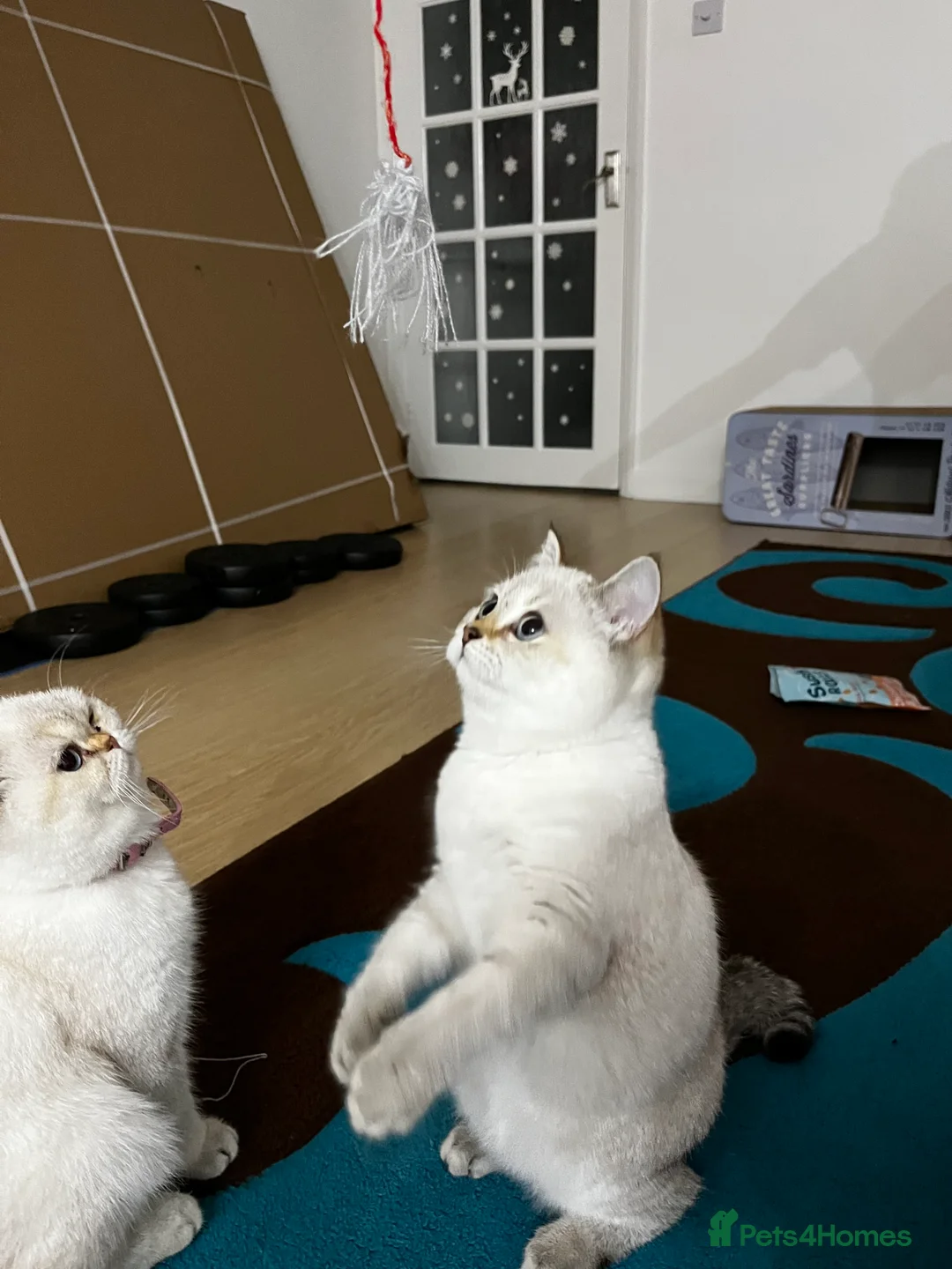 British Shorthair cats for sale: British shorthair Enzo and Misty - Advert 11