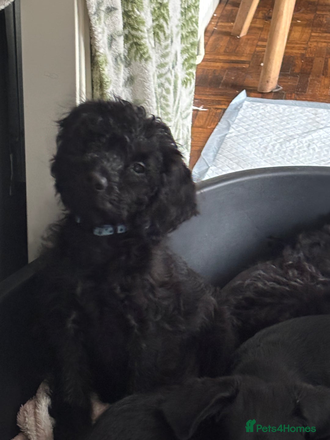 Mixed Breed dogs for sale: 1 Girl and 2 Boys mini labradoodles puppy’s left - Advert 19