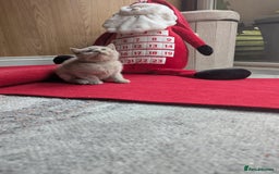 British Shorthair cats for sale: British shorthair  - Advert 13