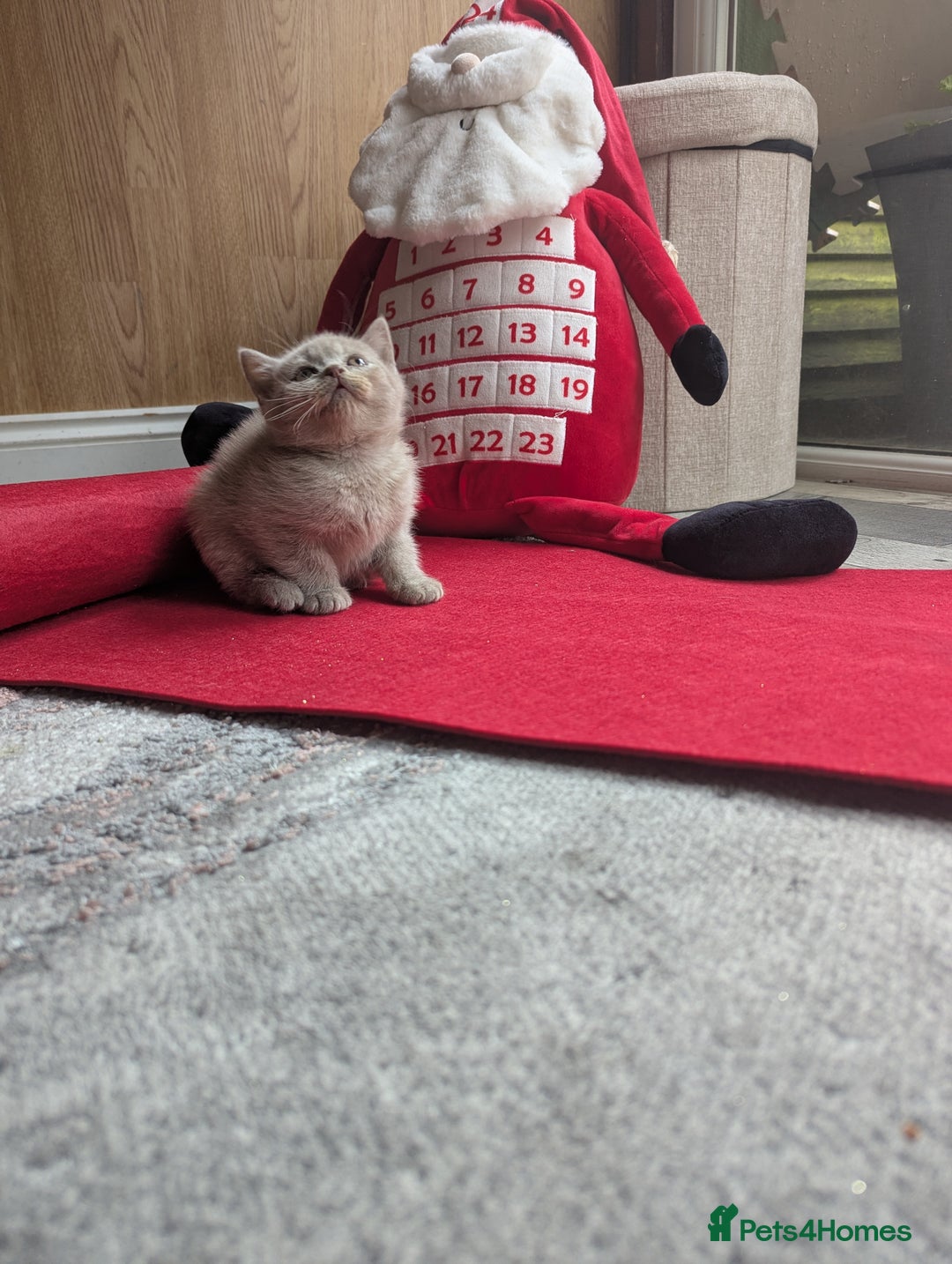 British Shorthair cats for sale: British shorthair  - Advert 13