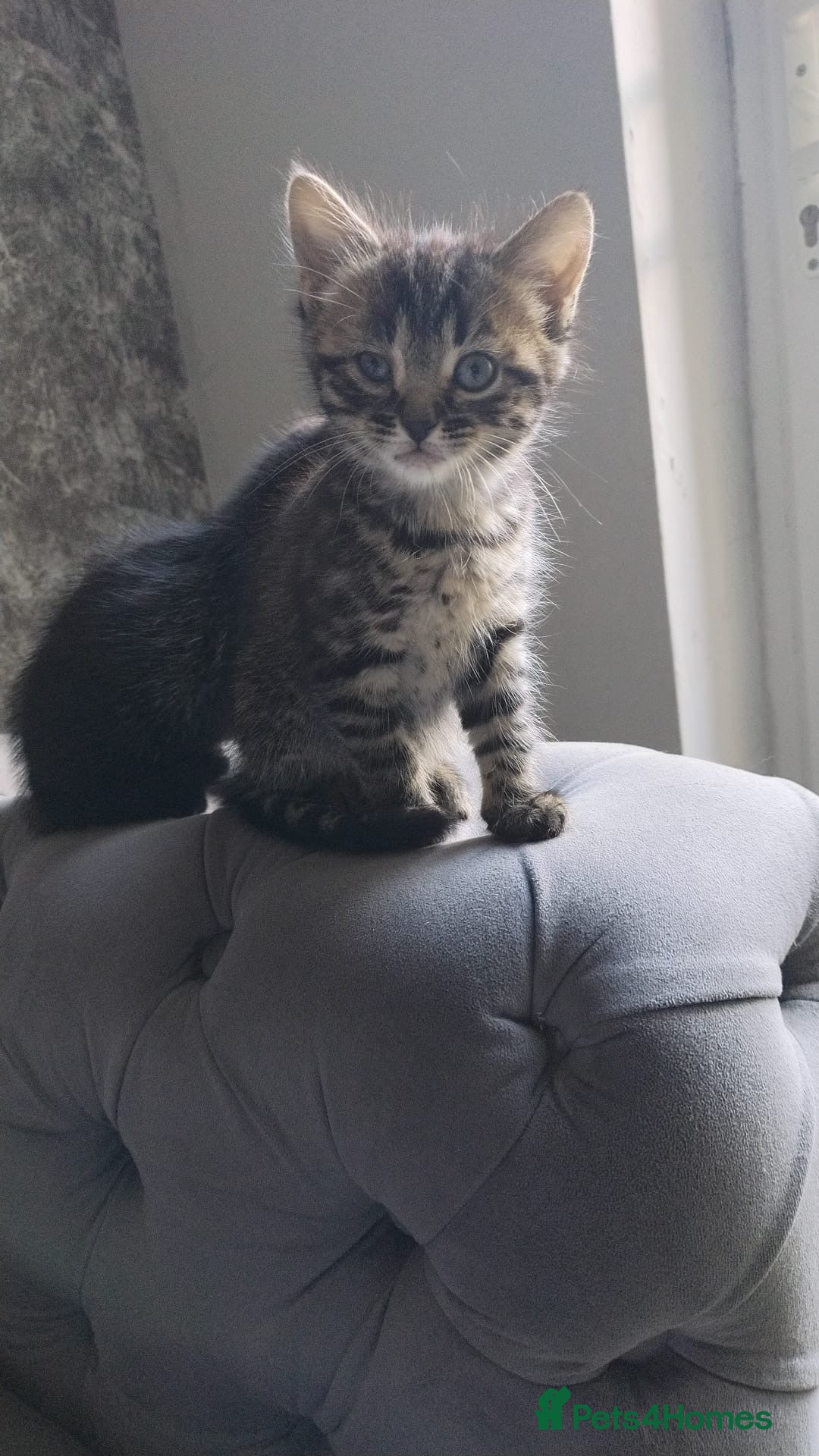 Mixed Breed cats 2 Kittens for sale  - Advert 1