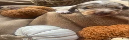 Miniature Dachshund dogs for sale: Stunning  miniature dachshunds boys x3 - Advert 16