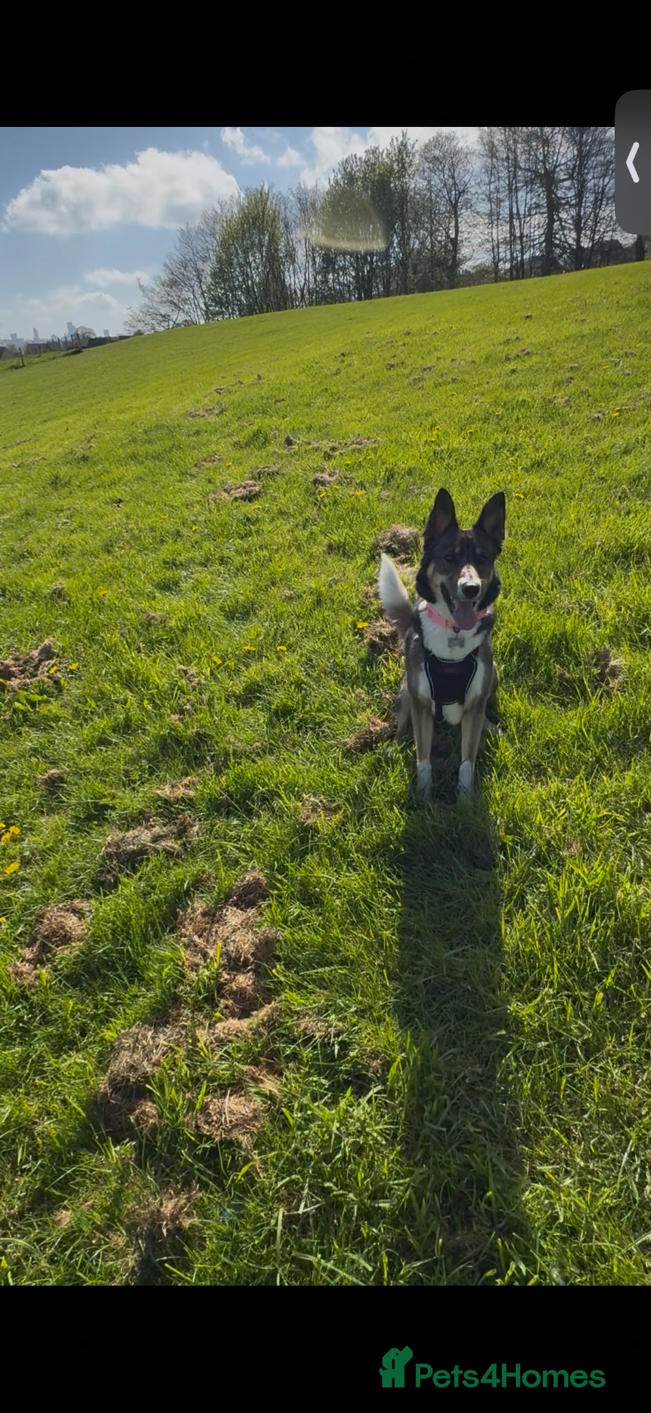 Mixed Breed dogs for sale: German shepherd Border collie cross - Advert 10