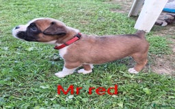 Boxer dogs for sale: Boxer puppies kennel club reg 5 star licence  - Image 5