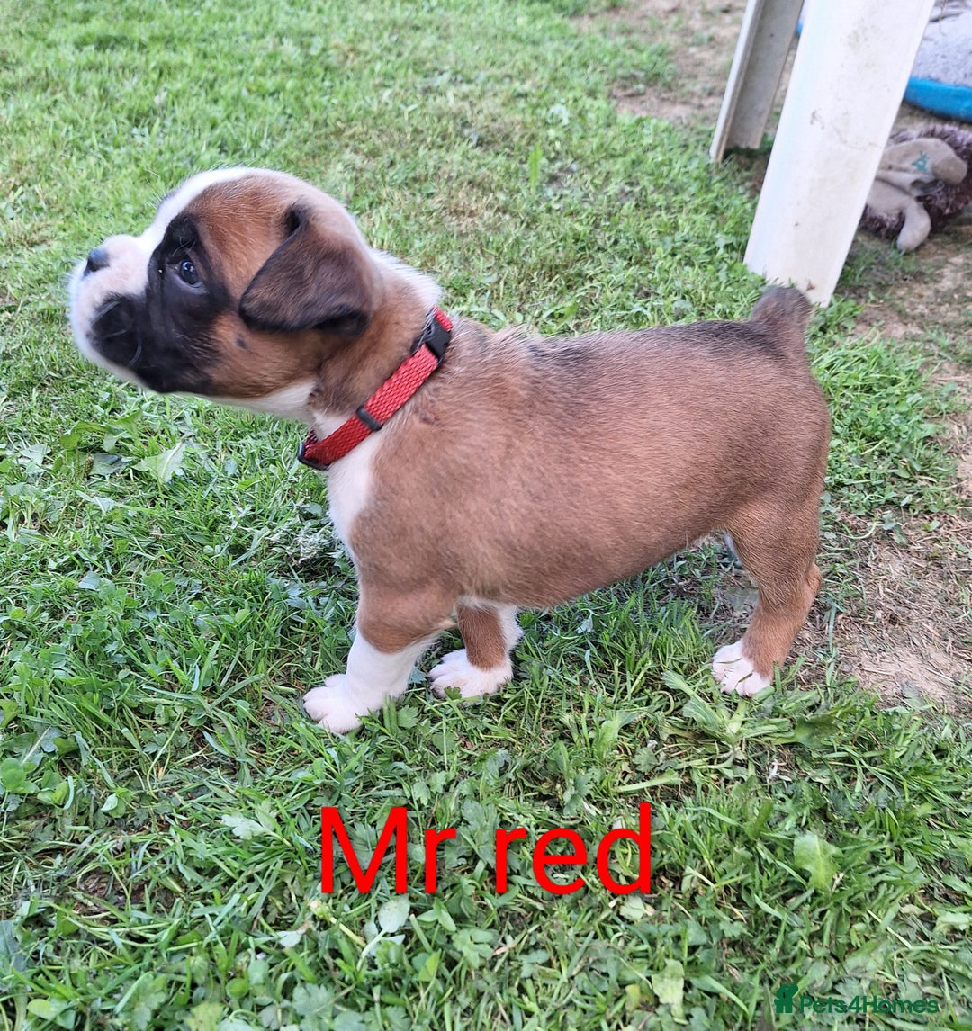 Boxer dogs for sale: Boxer puppies kennel club reg 5 star licence  - Image 5