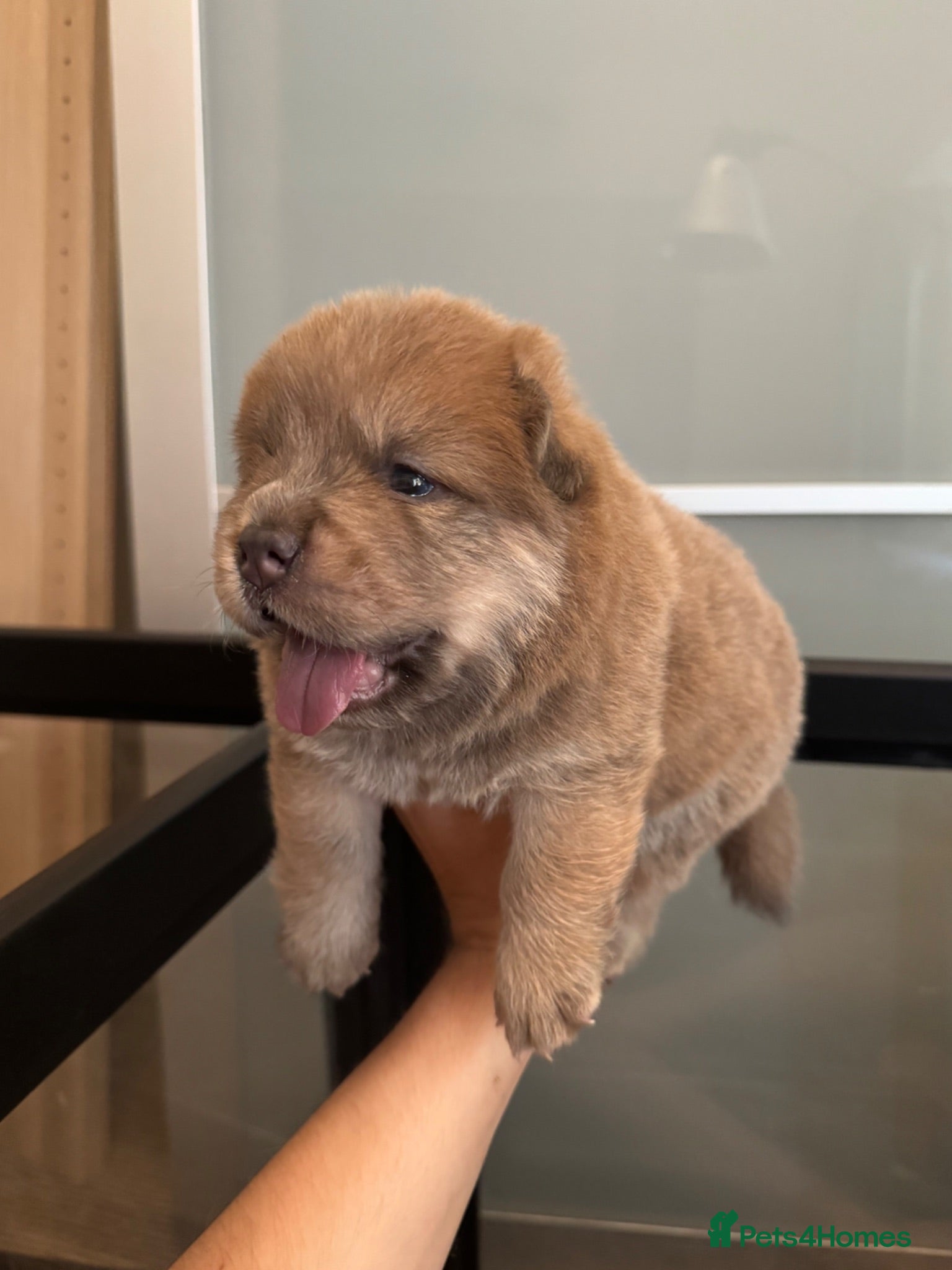 Chow Chow dogs Smooth Coat Chow Chow Male Puppy – Cinnamon  - Advert 9