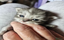 Mixed Breed cats for sale: Persian Chinchilla Cross Kittens - Image 7