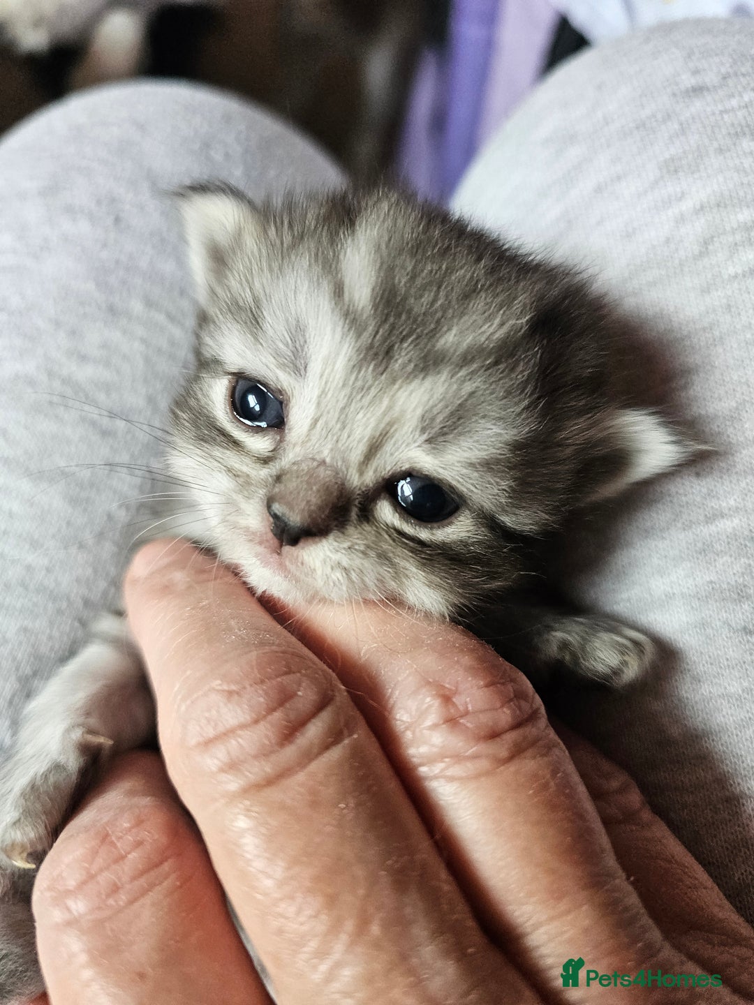 Mixed Breed cats for sale: Persian Chinchilla Cross Kittens - Image 7
