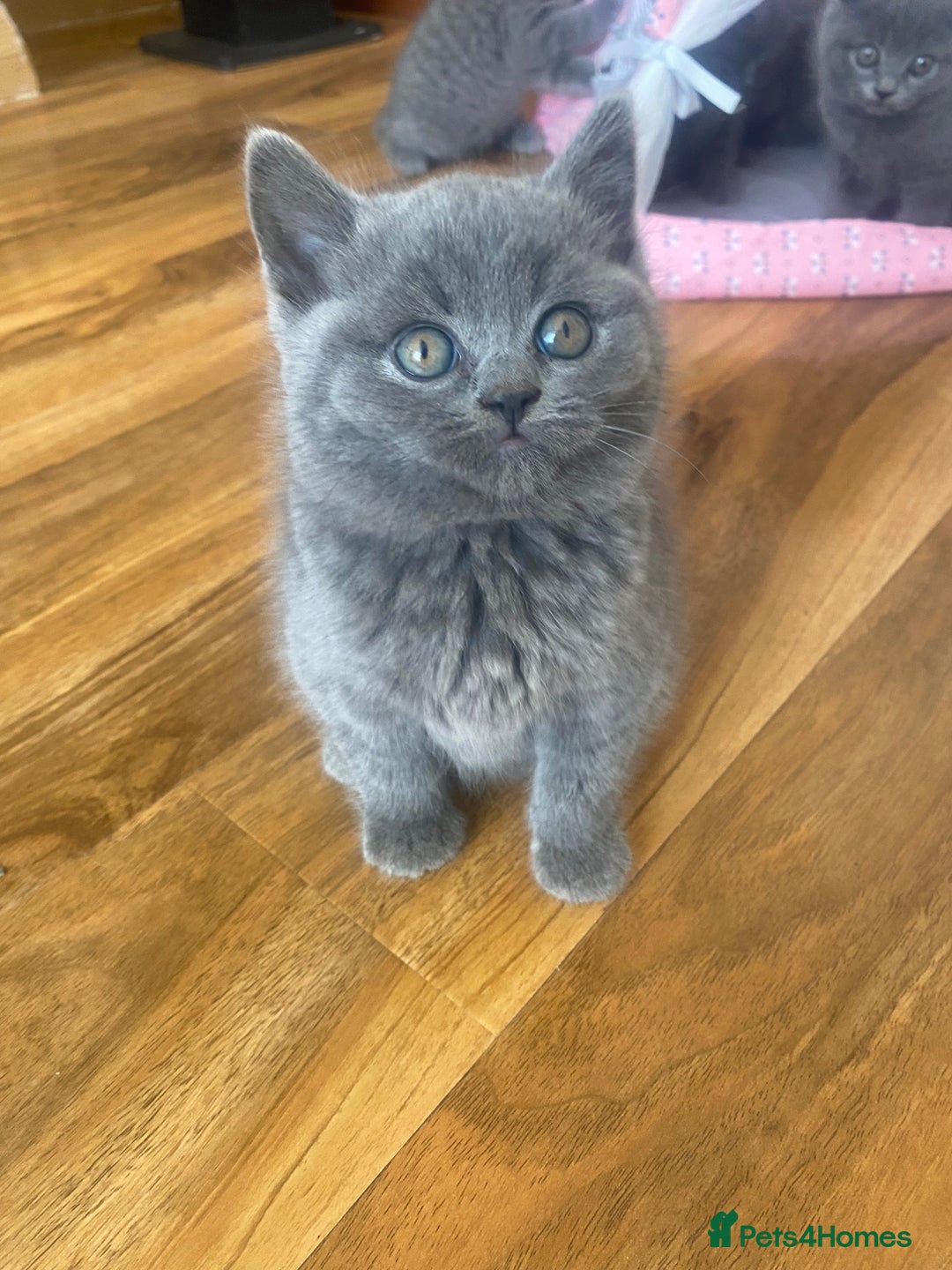 British Shorthair cats for sale: 6 British Shorthair Kittens - Perfect  **  4  ** ! - Advert 2