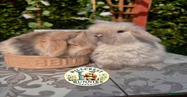 Mini Lop rabbits - Advert 15