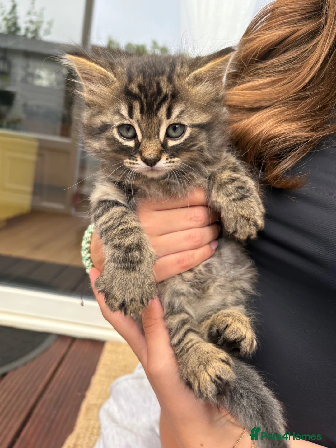Mixed Breed cats for sale: 2 cats for sale (50 each) - Advert 3