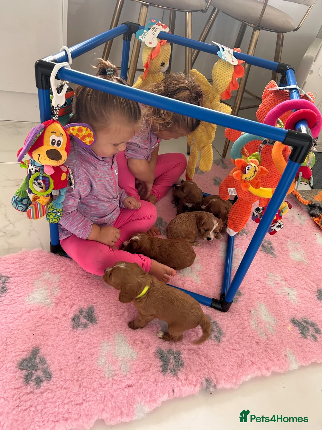 Cavapoo dogs for sale: 5 star licensed Cavapoo home breeder  - Advert 2