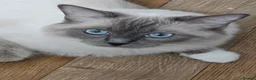 Ragdoll cats for sale: Gccf Registered Ragdoll kittens  in Prenton - Advert 5