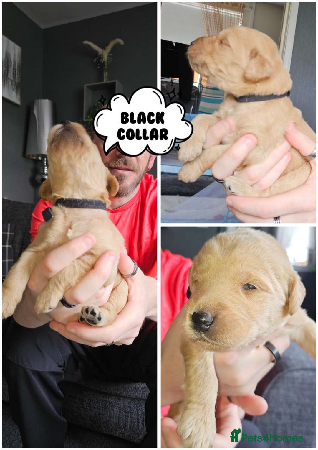 Labradoodle dogs for sale: Beautiful Labradoodle Puppies  - Image 17