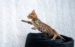 Bengal cats for sale: Stunning Bengal Girl- Top TICA pedigree- Ready NOW - Advert 14