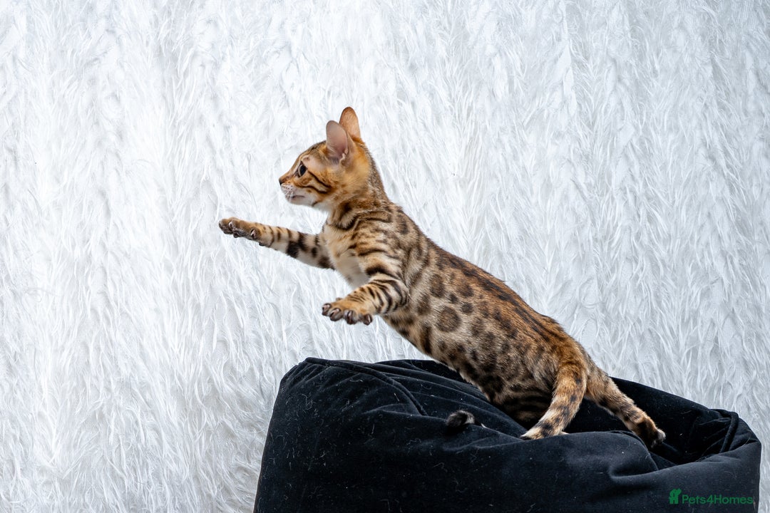 Bengal cats for sale: Stunning Bengal Girl- Top TICA pedigree- Ready NOW - Advert 14