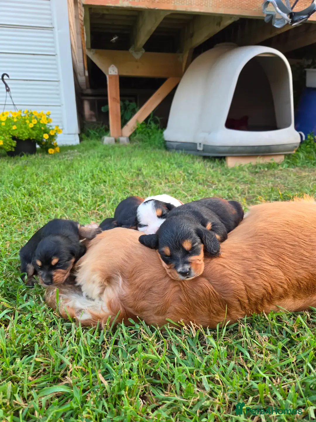 Cocker Spaniel dogs for sale: Cocker Spaniel  Puppies in London - Advert 2