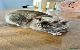 Burmese cats for sale: Chocolate Tortie - Image 4