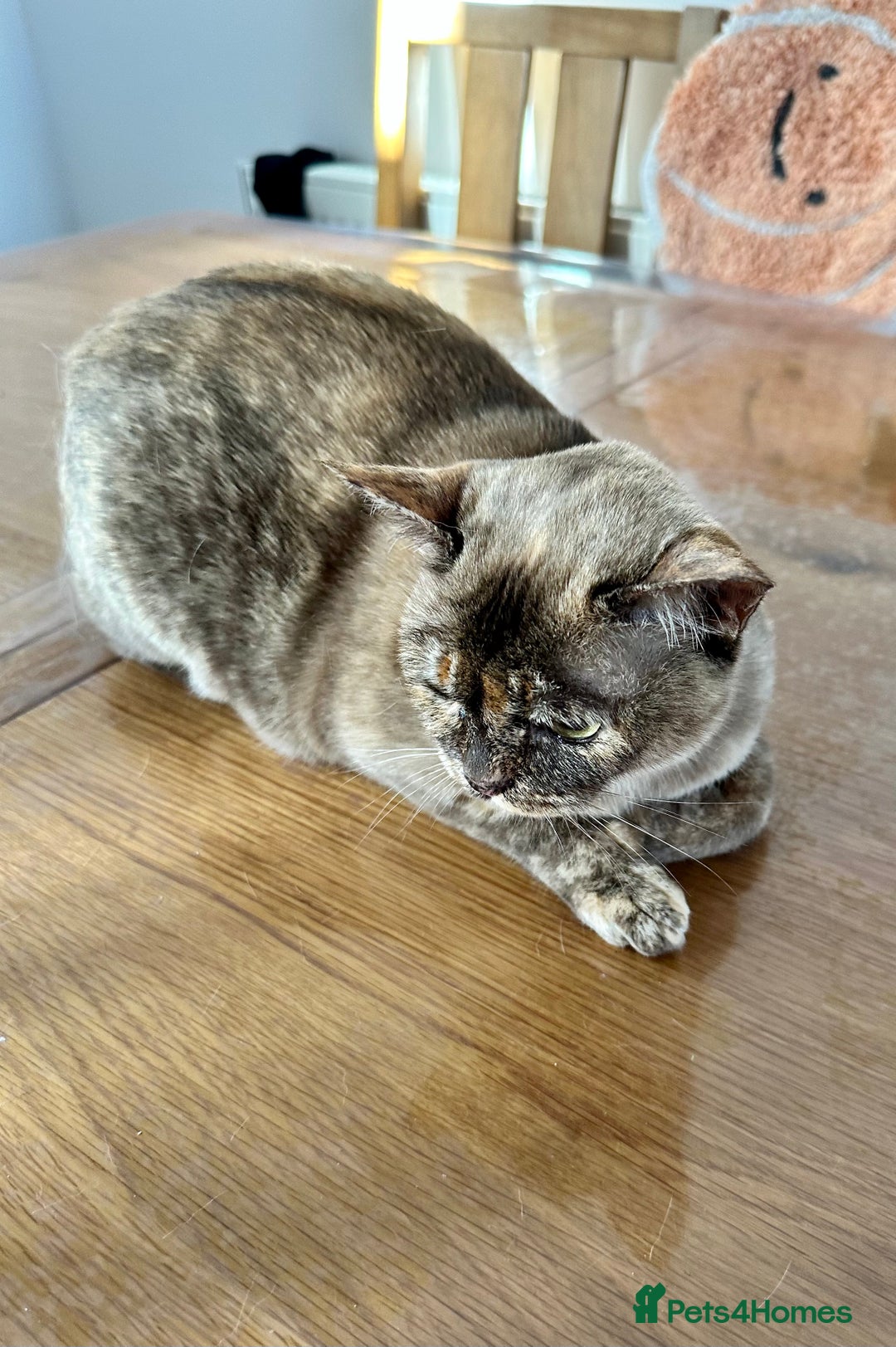 Burmese cats for sale: Chocolate Tortie - Image 4