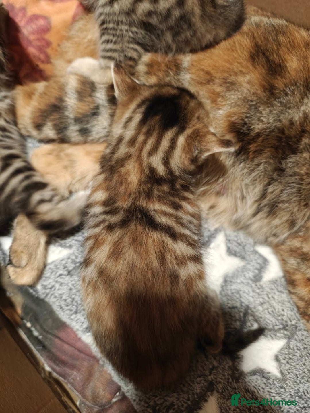 Brazilian Shorthair cats for sale: Mixed bred kittens - Advert 6