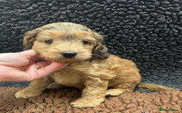 Cockapoo dogs for sale: Beautiful fully DNA tested show Cockapoo puppies - Image 14