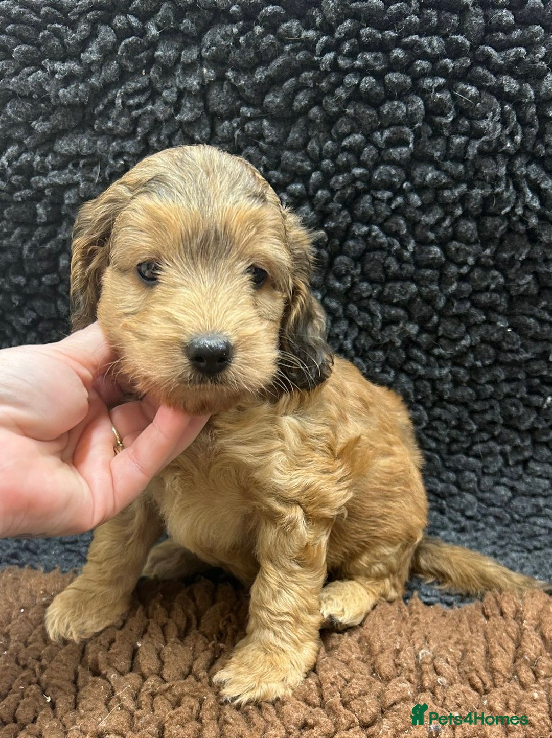 Cockapoo dogs for sale: Beautiful fully DNA tested show Cockapoo puppies - Image 14