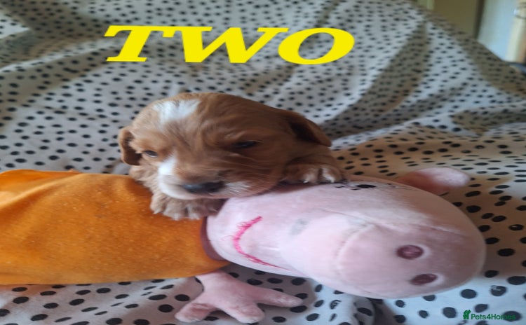Cocker Spaniel dogs - Advert 7