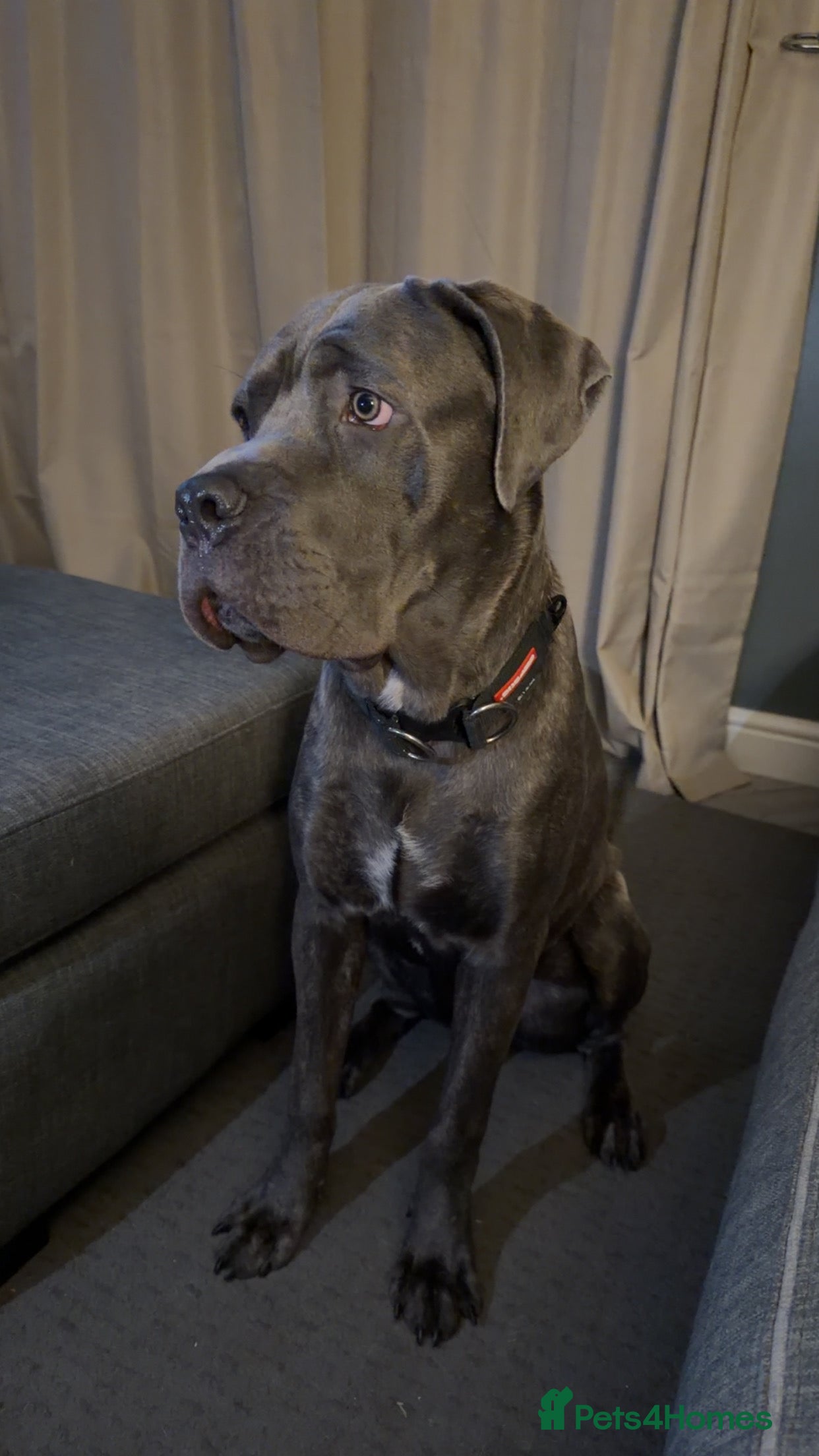 Cane Corso dogs 8 months old male Cane Corso - Advert 4