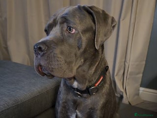 Cane Corso dogs 8 months old male Cane Corso - Advert 4