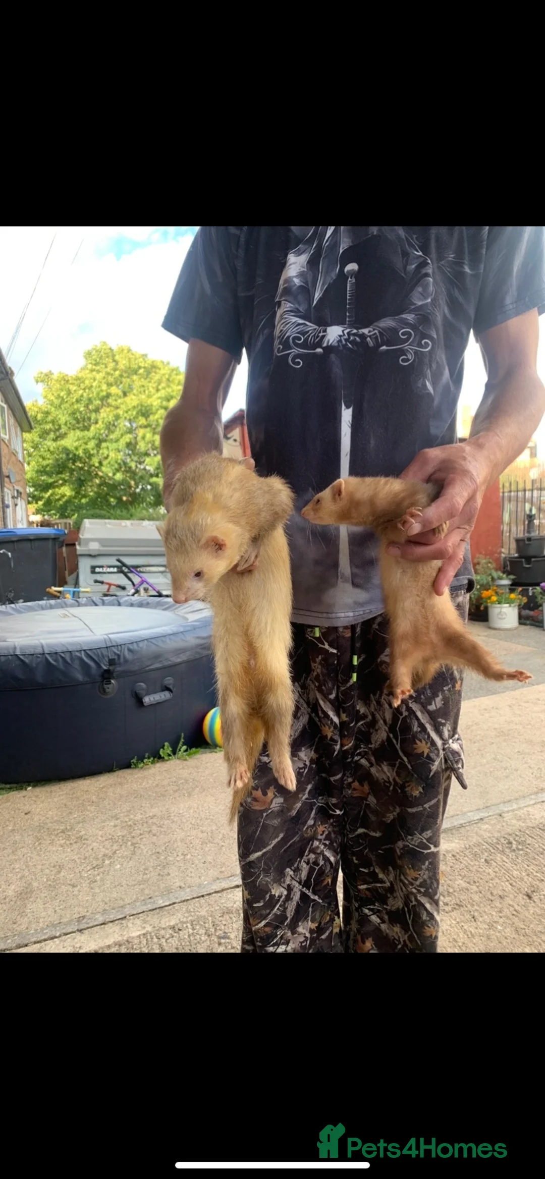 Ferret rodents for sale: Micro Ferrets  - Advert 2