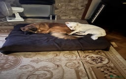 Mixed Breed dogs for adoption: Chance  - Advert 12