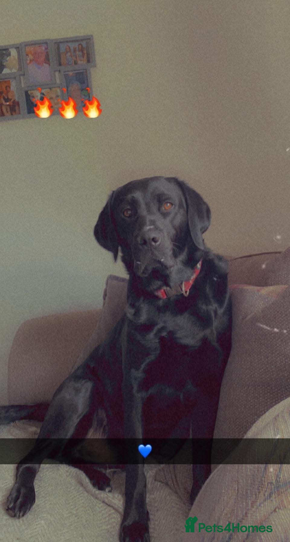 Springador dogs Labrador X Springer  - Advert 2