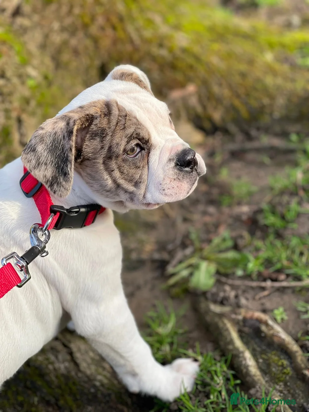 Alapaha Blue Blood Bulldog dogs for sale: Bulldog puppy  in Leyland - Advert 1