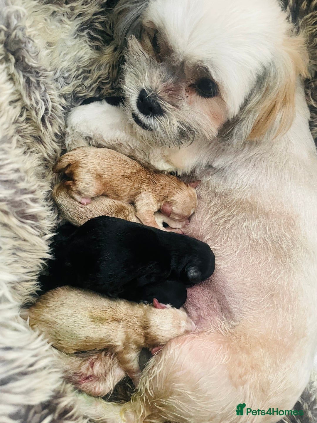 Shih Tzu dogs for sale: TINY Asian small toy Shipoo’s ADORABLE  - Image 12